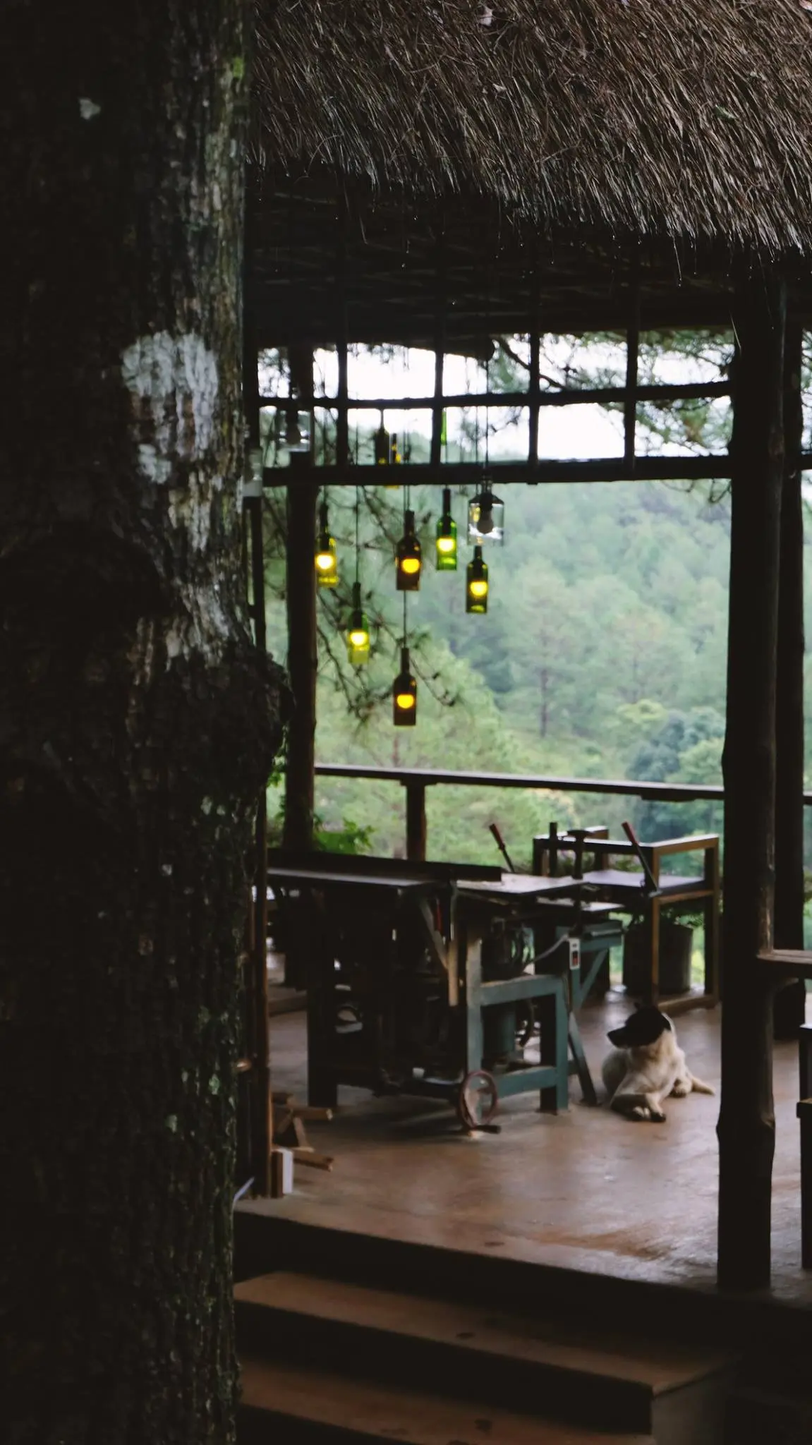 Lavenderdalat Coffee House - Qu&aacute;n c&agrave; ph&ecirc; c&oacute; view Hồ Tuyền L&acirc;m quyến rũ khiến ai cũng say l&ograve;ng tại Đ&agrave; Lạt 10