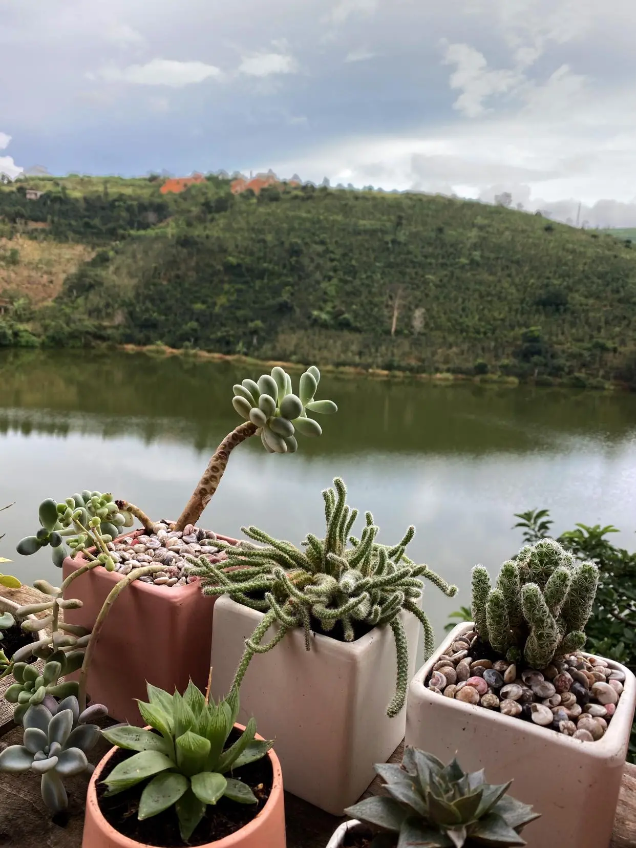 Mộc Trà Farm - Quán cà phê với con đường đẹp như phim Hàn Quốc 5