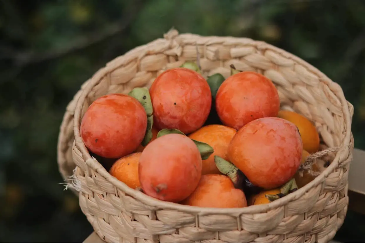 Mộc Trà Farm - Quán cà phê với con đường đẹp như phim Hàn Quốc 9