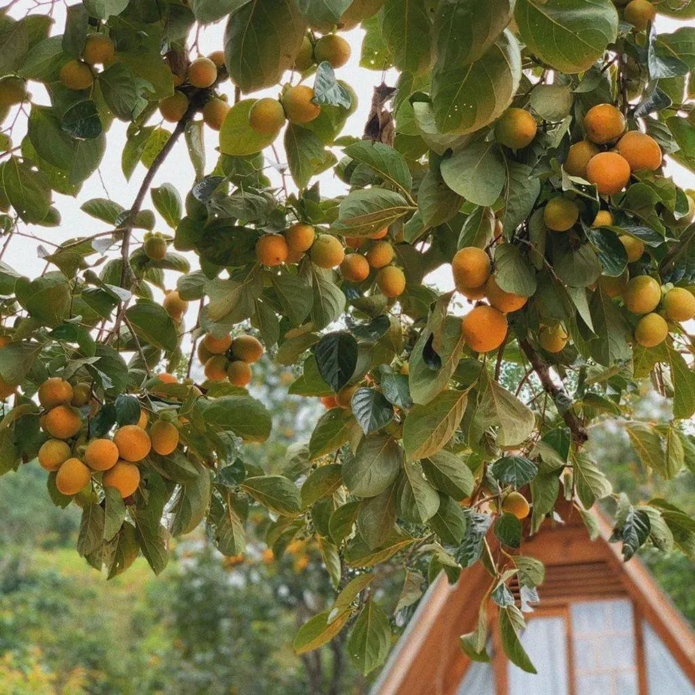 Tất tần tật các món ngon từ hồng Đà Lạt 8