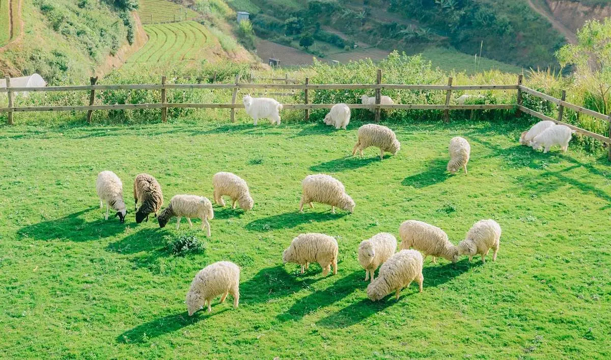 Chika Farm, nông trại cổ tích giữa lòng Đà Lạt