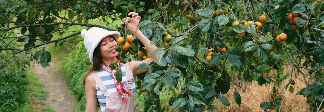 Có một Mùa hồng Đà Lạt rực rỡ làm xao xuyến lòng hội mê sống ảo