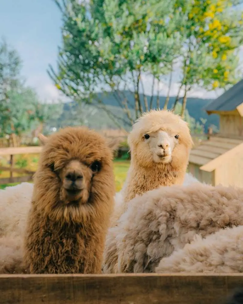 Chika Farm, n&ocirc;ng trại cổ t&iacute;ch giữa l&ograve;ng Đ&agrave; Lạt 2