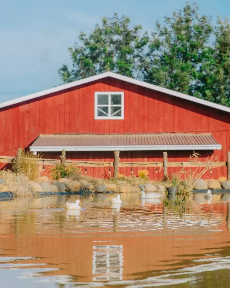 Chika Farm, n&ocirc;ng trại cổ t&iacute;ch giữa l&ograve;ng Đ&agrave; Lạt 6