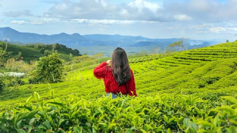 Đồi ch&egrave; Cầu Đất: Thi&ecirc;n đường trong l&agrave;nh tại Đ&agrave; Lạt 3