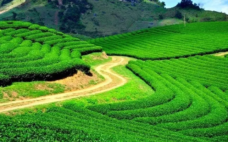 Đồi ch&egrave; Cầu Đất: Thi&ecirc;n đường trong l&agrave;nh tại Đ&agrave; Lạt 12