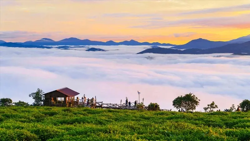 Đồi ch&egrave; Cầu Đất: Thi&ecirc;n đường trong l&agrave;nh tại Đ&agrave; Lạt 4