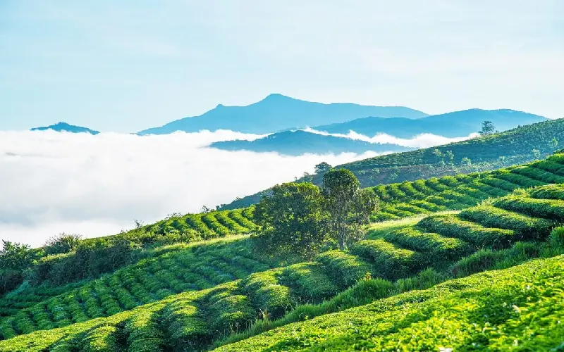 Đồi ch&egrave; Cầu Đất: Thi&ecirc;n đường trong l&agrave;nh tại Đ&agrave; Lạt 2