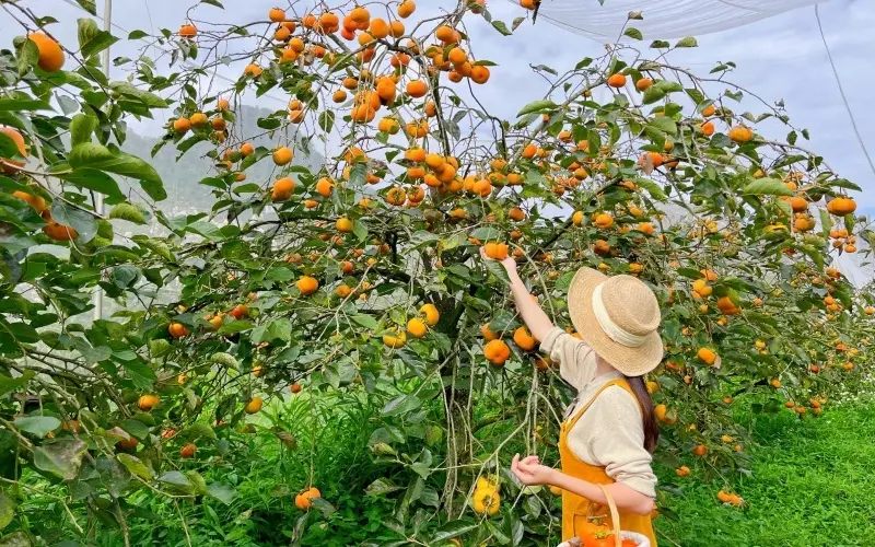 Đồi ch&egrave; Cầu Đất: Thi&ecirc;n đường trong l&agrave;nh tại Đ&agrave; Lạt 7