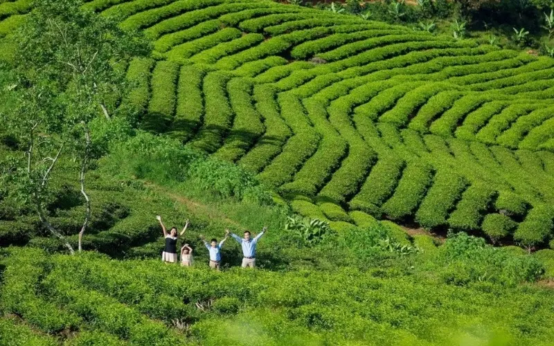 Đồi ch&egrave; Cầu Đất: Thi&ecirc;n đường trong l&agrave;nh tại Đ&agrave; Lạt 5