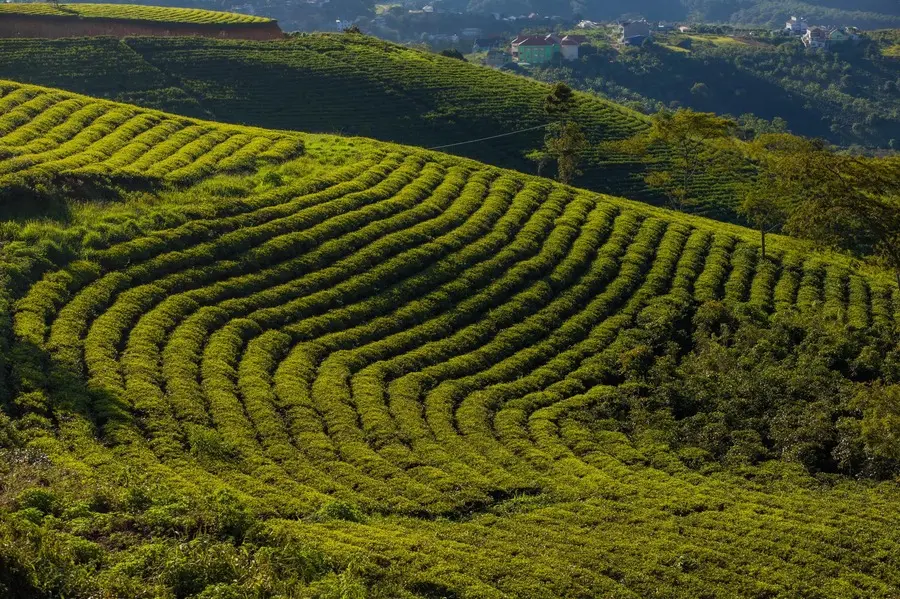 Đồi Ch&egrave; Cầu Đất, vẻ đẹp ng&uacute;t ng&agrave;n giữa thi&ecirc;n nhi&ecirc;n Đ&agrave; Lạt 5