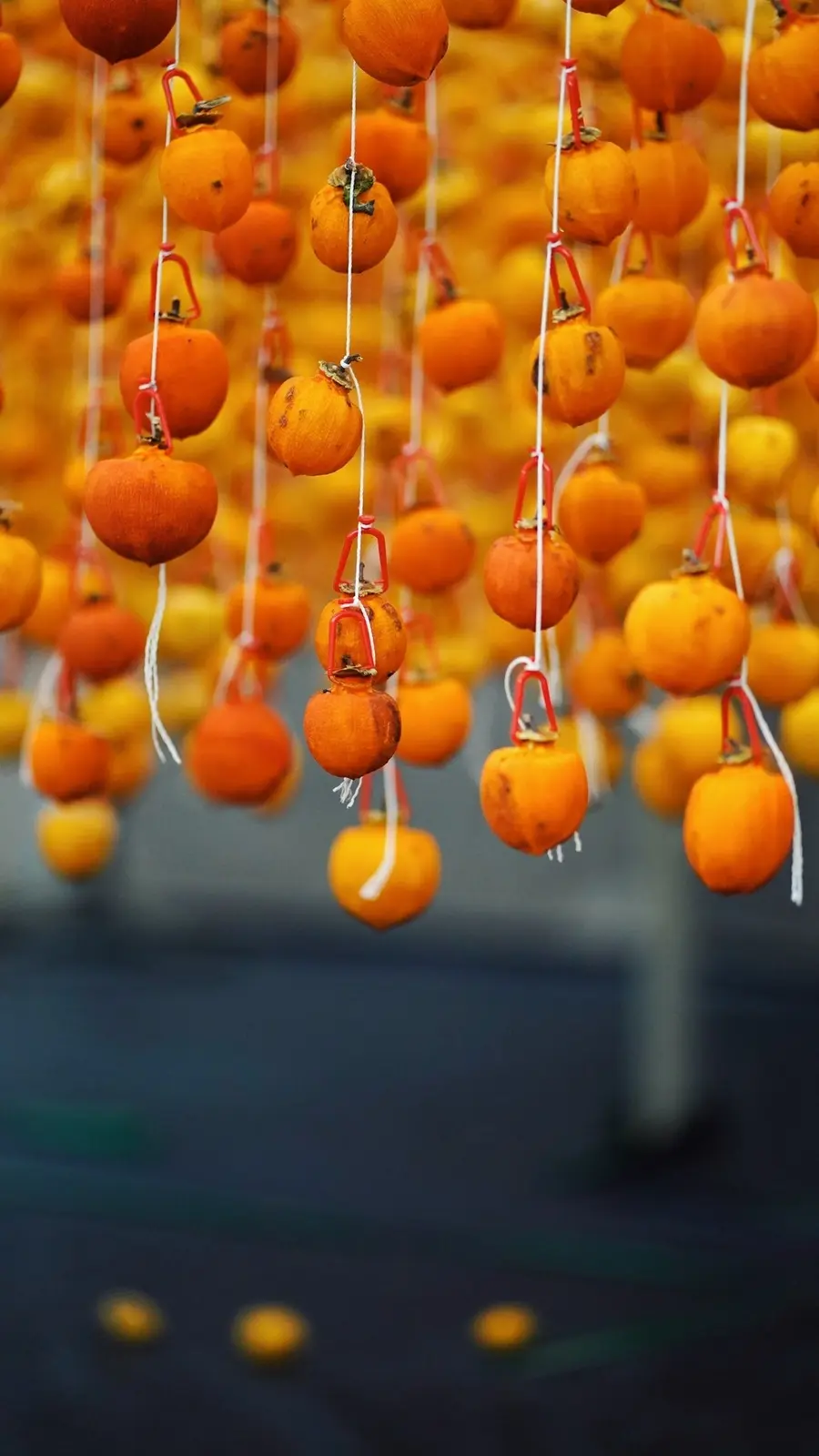Hồng treo gi&oacute; Đ&agrave; Lạt, thức qu&agrave; thơm lừng n&ecirc;n th&agrave;nh phố mộng mơ 4