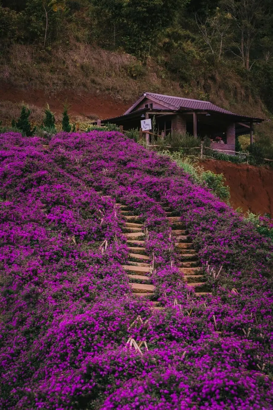 Lavender T&uacute;i Thương Nhớ, kh&ocirc;ng gian ngập tr&agrave;n sắc t&iacute;m l&atilde;ng mạn, an y&ecirc;n 2