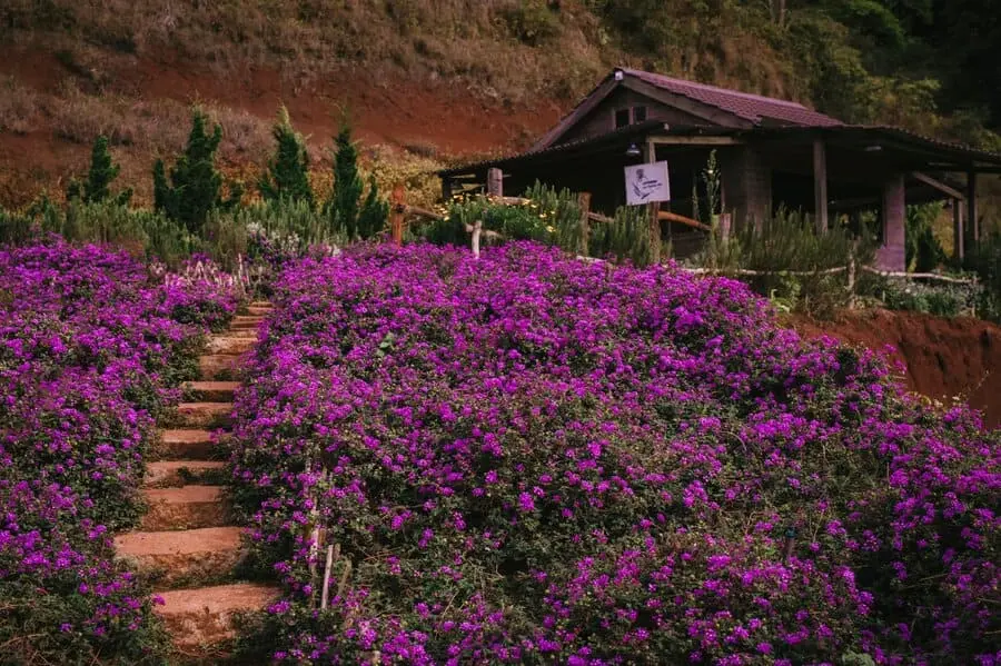 Lavender T&uacute;i Thương Nhớ, kh&ocirc;ng gian ngập tr&agrave;n sắc t&iacute;m l&atilde;ng mạn, an y&ecirc;n 5