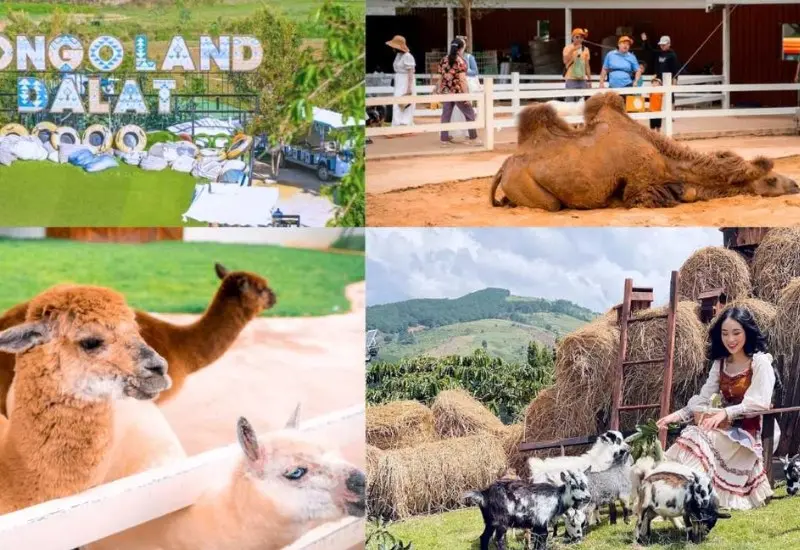 Mongo Land Dalat: Review A - Z gi&aacute; v&eacute; v&agrave; hoạt động vui chơi 10