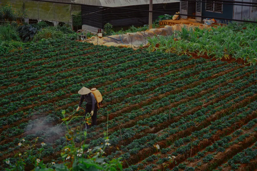 M&ugrave;a đ&ocirc;ng Đ&agrave; Lạt khẽ chạm ng&otilde; th&agrave;nh phố buồn 5