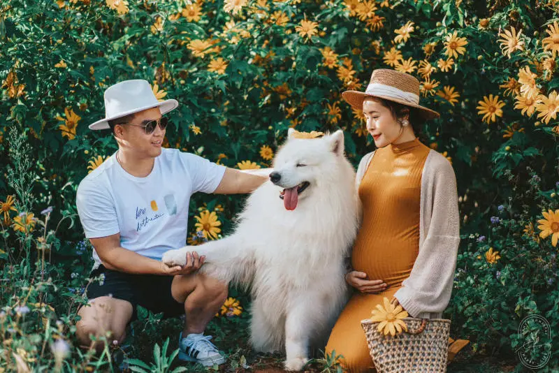 M&ugrave;a hoa d&atilde; quỳ Đ&agrave; Lạt khoe sắc rực rỡ đến nao l&ograve;ng 10