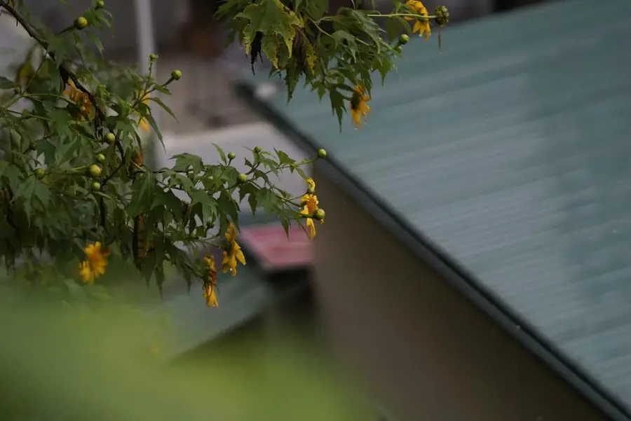 M&ugrave;a hoa d&atilde; quỳ đẹp như bức tranh ngập tr&agrave;n th&agrave;nh phố Đ&agrave; Lạt 4