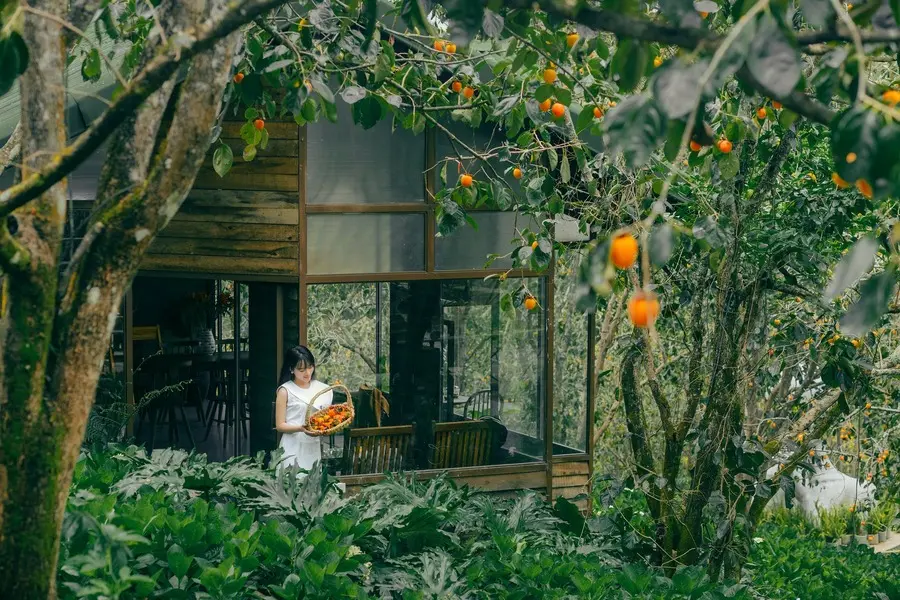 Ơn giời, m&ugrave;a hồng ch&iacute;n Đ&agrave; Lạt đ&atilde; về 7