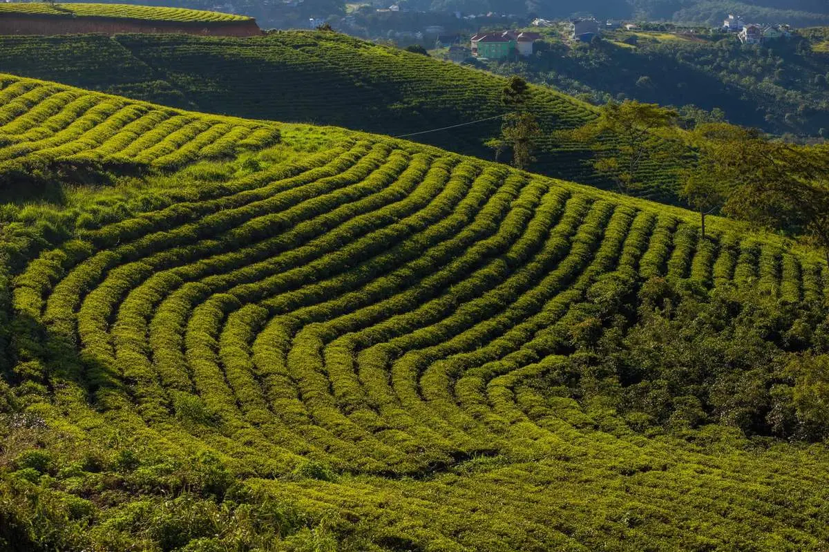 Đồi Chè Cầu Đất, vẻ đẹp ngút ngàn giữa thiên nhiên Đà Lạt