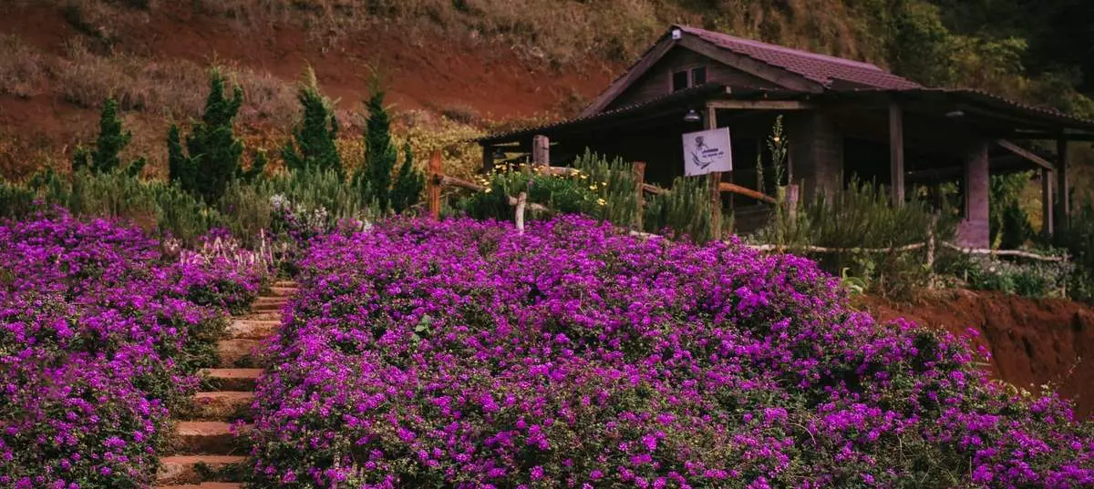 Lavender Túi Thương Nhớ, không gian ngập tràn sắc tím lãng mạn, an yên