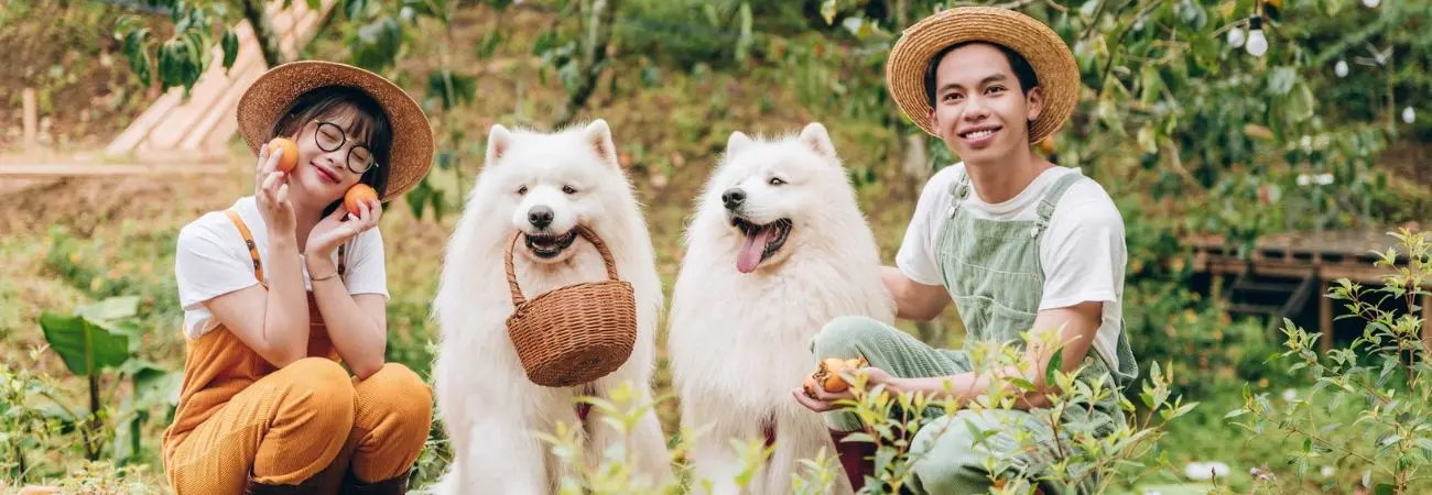 Mùa hồng chín Đà Lạt khẽ chạm ngõ xứ sở ngàn hoa
