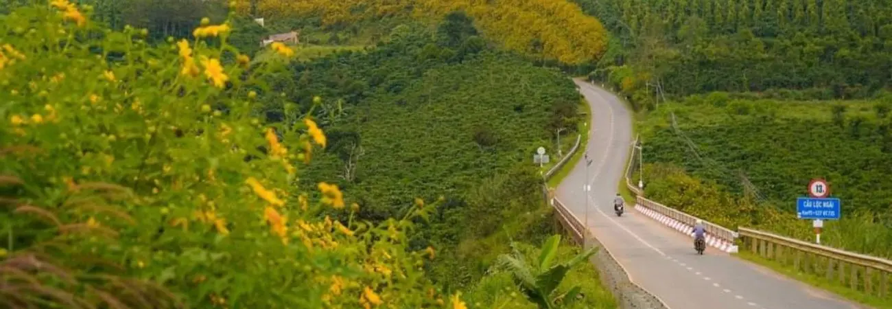 Săn Mùa hoa dã quỳ Đà Lạt nở rộ trên đường DT725