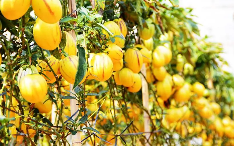 Bật m&iacute; lịch tr&igrave;nh Đ&agrave; Lạt 3N3Đ tự t&uacute;c cho nh&oacute;m bạn cực xịn s&ograve; 10