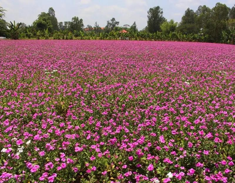 Cánh đồng Hoa Dừa Cạn Tím đẹp mơ màng giữa lòng An Giang