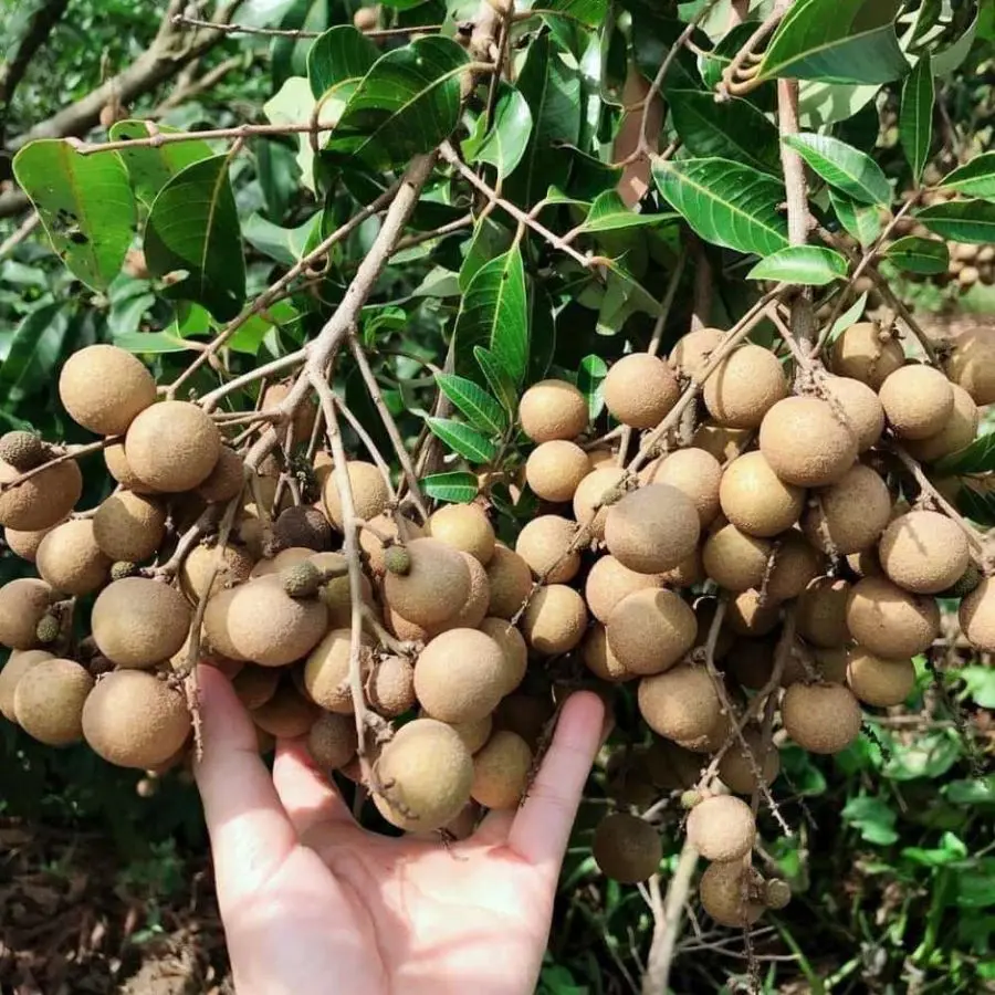 Bỏ t&uacute;i list Vườn tr&aacute;i c&acirc;y An Giang nổi tiếng nhất 3
