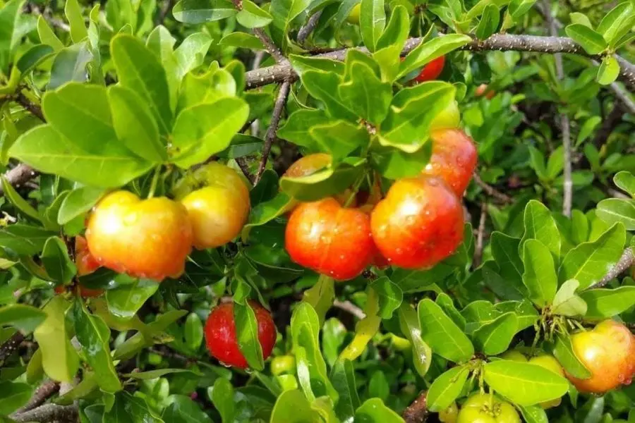 Bỏ t&uacute;i list Vườn tr&aacute;i c&acirc;y An Giang nổi tiếng nhất 7