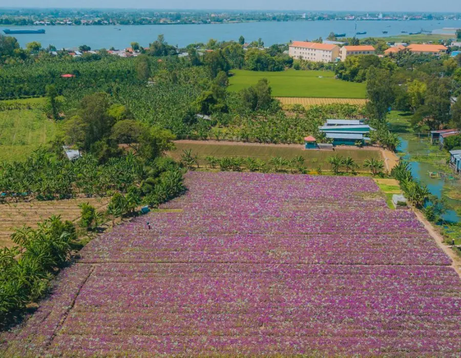 C&aacute;nh đồng Hoa Dừa Cạn T&iacute;m đẹp mơ m&agrave;ng giữa l&ograve;ng An Giang 6