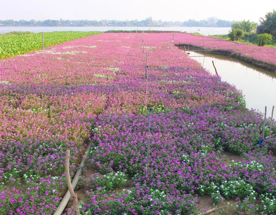 C&aacute;nh đồng Hoa Dừa Cạn T&iacute;m đẹp mơ m&agrave;ng giữa l&ograve;ng An Giang 2