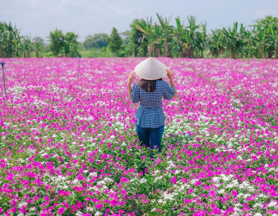 C&aacute;nh đồng Hoa Dừa Cạn T&iacute;m đẹp mơ m&agrave;ng giữa l&ograve;ng An Giang 3
