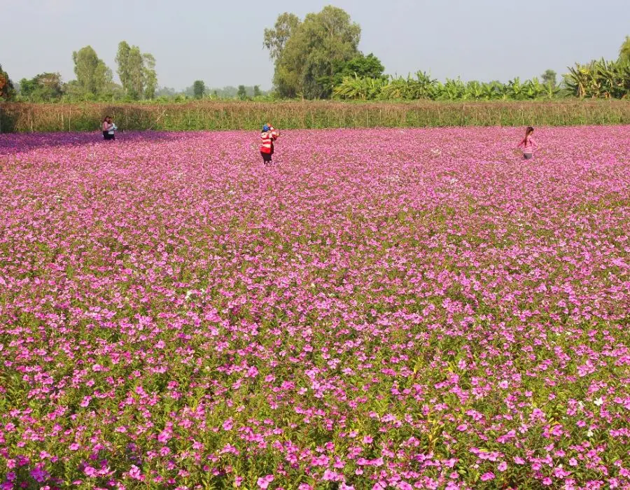 C&aacute;nh đồng Hoa Dừa Cạn T&iacute;m đẹp mơ m&agrave;ng giữa l&ograve;ng An Giang 4
