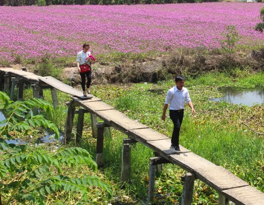 C&aacute;nh đồng Hoa Dừa Cạn T&iacute;m đẹp mơ m&agrave;ng giữa l&ograve;ng An Giang 5