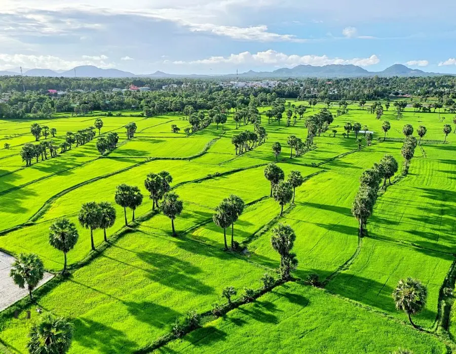 C&aacute;nh đồng thốt nốt An Giang với khung cảnh cực thơ mộng 6