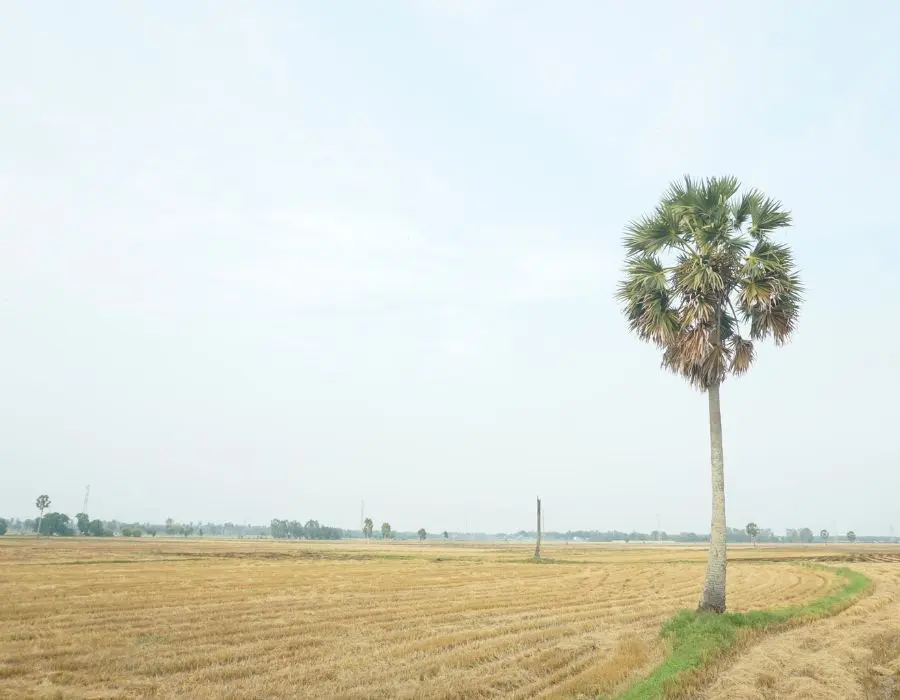 C&aacute;nh đồng thốt nốt An Giang với khung cảnh cực thơ mộng 3