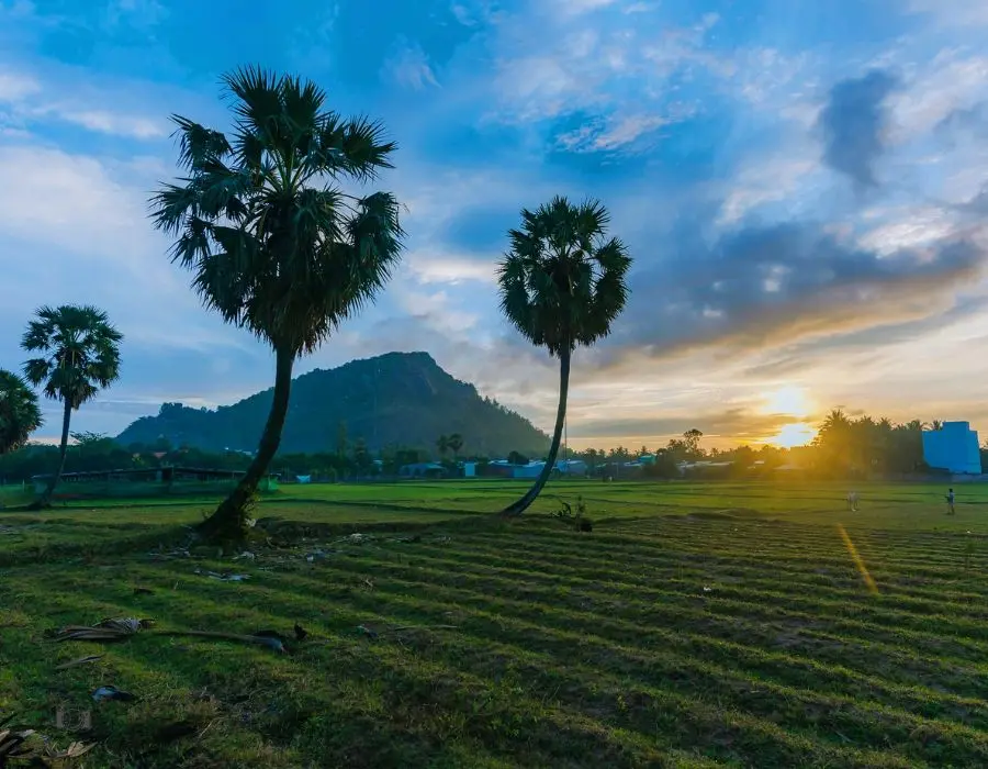 C&aacute;nh đồng thốt nốt An Giang với khung cảnh cực thơ mộng 7