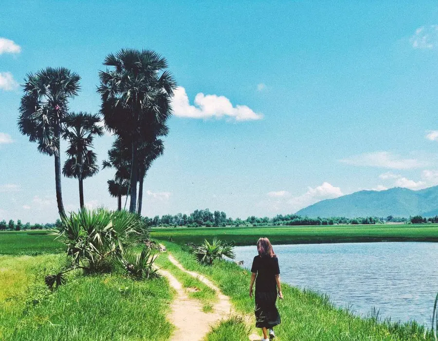 C&aacute;nh đồng thốt nốt An Giang với khung cảnh cực thơ mộng 5
