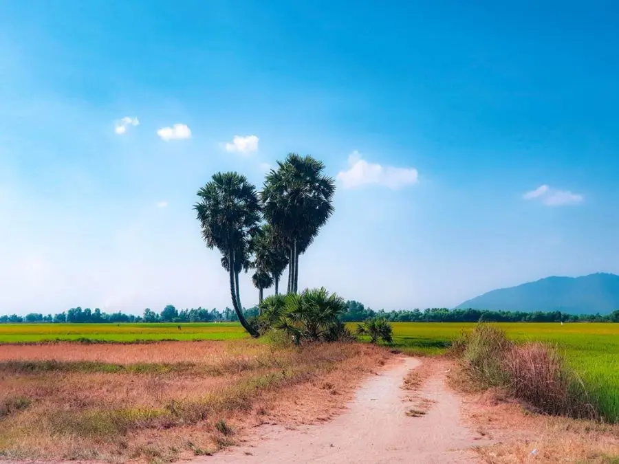 C&acirc;y thốt nốt tr&aacute;i tim, điểm check in g&acirc;y sốt tại mảnh đất An Giang 2