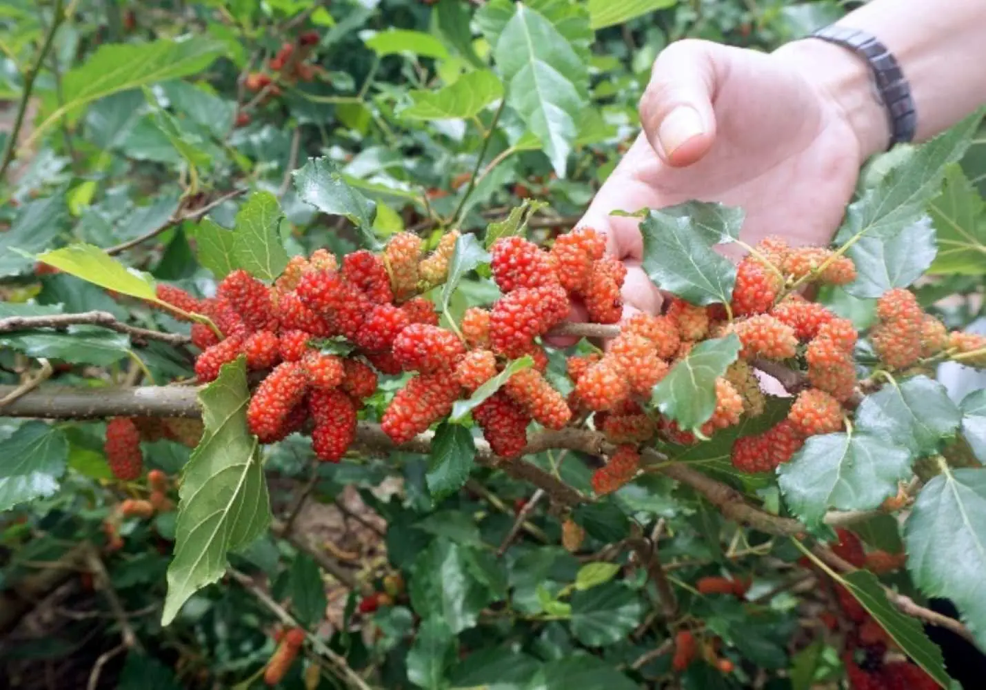 C&ugrave; lao Ph&uacute; T&acirc;n, nơi g&igrave;n giữ nhiều n&eacute;t đẹp văn h&oacute;a truyền thống 6