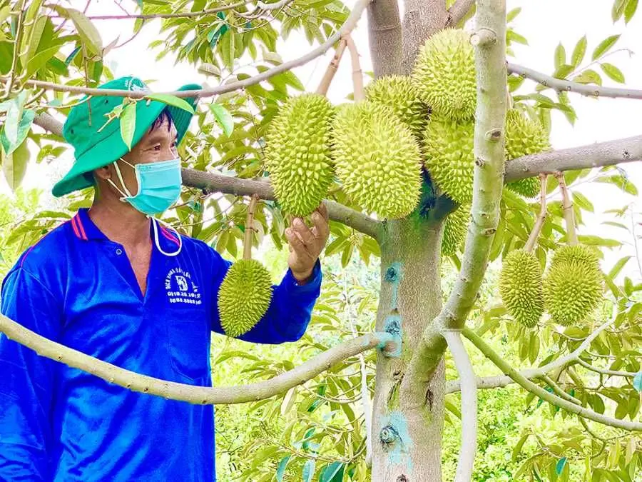Đến thăm Vườn sầu ri&ecirc;ng c&ocirc; Huệ, Ch&acirc;u Ph&uacute; với v&ocirc; v&agrave;n trải nghiệm hấp dẫn 6