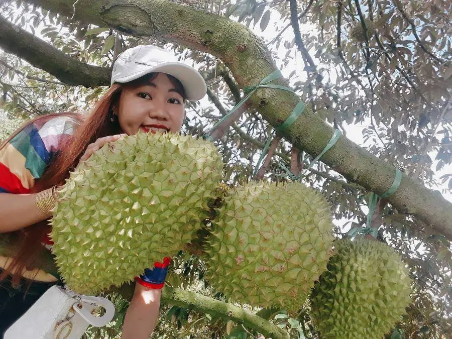 Đến thăm Vườn sầu ri&ecirc;ng c&ocirc; Huệ, Ch&acirc;u Ph&uacute; với v&ocirc; v&agrave;n trải nghiệm hấp dẫn 5