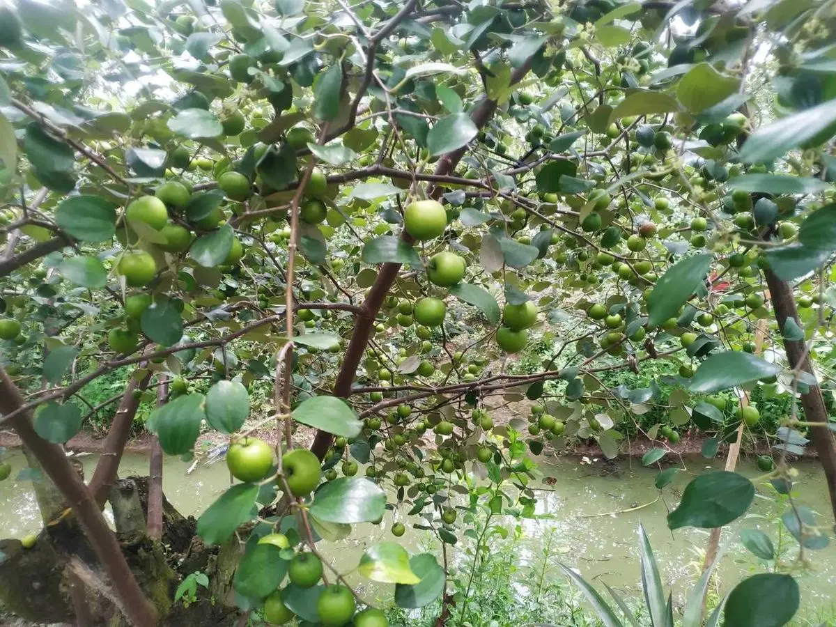 Kh&aacute;m ph&aacute; c&ugrave; lao &Ocirc;ng Hổ, điểm du lịch sinh th&aacute;i nổi tiếng ở An Giang 6