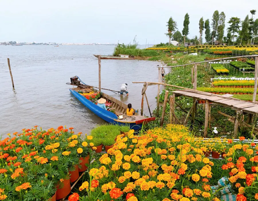 Kh&aacute;m ph&aacute; l&agrave;ng hoa An Thạnh rực rỡ sắc m&agrave;u của xứ An Giang 5