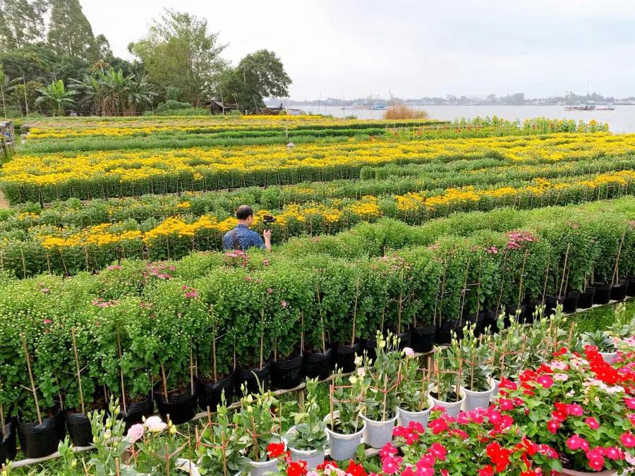 Kh&aacute;m ph&aacute; l&agrave;ng hoa An Thạnh rực rỡ sắc m&agrave;u của xứ An Giang 3