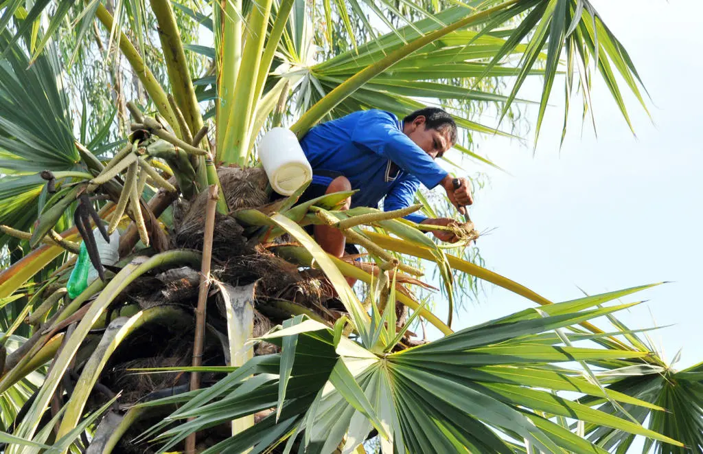Kh&aacute;m ph&aacute; l&agrave;ng nghề nấu đường thốt nốt ở An Giang v&agrave;o m&ugrave;a kh&ocirc; 5