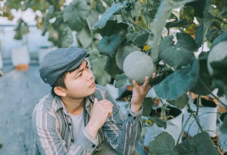 Kh&aacute;m ph&aacute; Vườn dưa lưới Givi Farm nổi tiếng ở v&ugrave;ng đất Bảy N&uacute;i 4