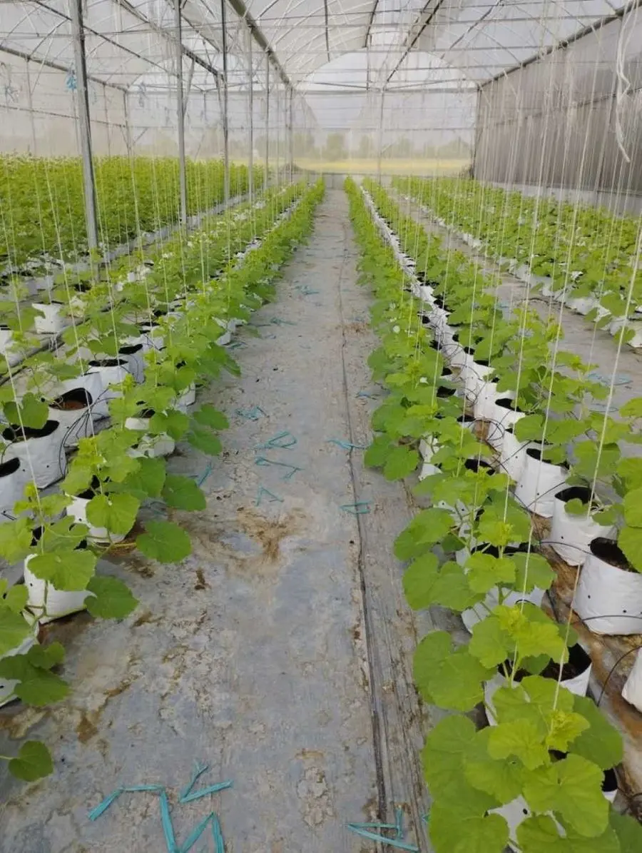 Kh&aacute;m ph&aacute; Vườn dưa lưới Givi Farm nổi tiếng ở v&ugrave;ng đất Bảy N&uacute;i 5